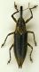 (Curculionide) Lixus (Eulixus) iridis Olivier, 1807 27.04.08.JPG