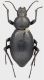 Tentyria_grossa_Tunisia_Nabeul_27-IV-1980_21mm_grey.jpg