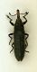 (Curculionide) Lixus (Lixochelus) scolopax Boheman, 1836  03.05.09.JPG