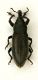 (Curculionide) Lixus (Ortholixus) angustus (Herbst, 1795) 04.05.09.JPG