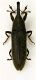 (Curculionide) Lixus zsp. 1.JPG