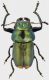 Labidostomis-guerini-M.jpg