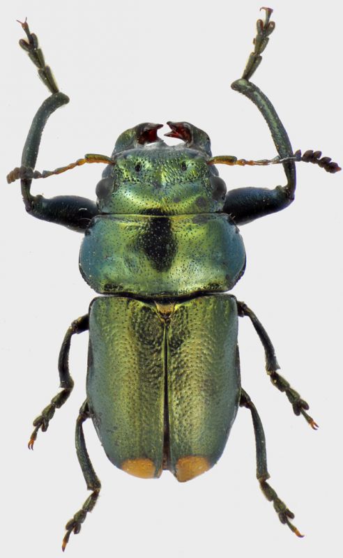 Labidostomis-guerini-M.jpg