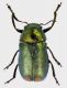Labidostomis-guerini-F.jpg
