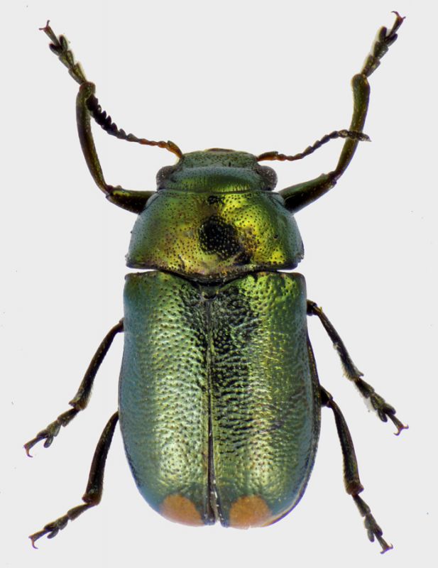 Labidostomis-guerini-F.jpg