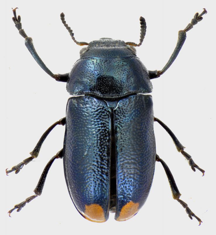 Labidostomis-guerini-F-blue.jpg