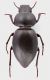 Pachychila_germari_Tunisia_Korbous_26-IV-1980_8,2mm_grey.jpg