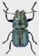Labidostomis-guerini-trifoveolata-M.jpg