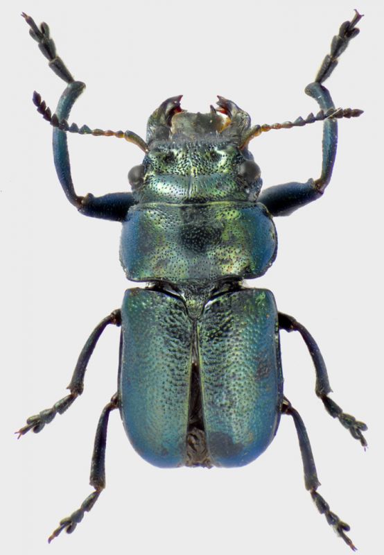 Labidostomis-guerini-trifoveolata-M.jpg