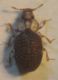 Latridiidae 008 A.jpg