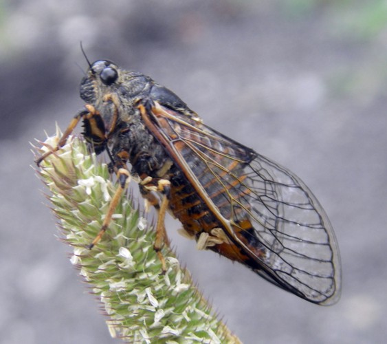 Cicadetta montana.jpg