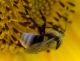 IMGP9230_BigBee_B_hortorum_Q_sm.JPG