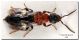 Bethylidae per web, coricato.jpg