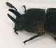 Tenebrionidae_cornuto_Sulawesi_testa_maschio.jpg