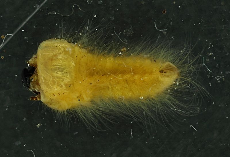 larva_Julodis_1.jpg