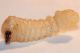 Larva Ceramb Pioppo7.JPG
