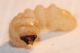 Larva Ceramb Pioppo6.JPG