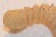 Larva Ceramb Pioppo3.JPG