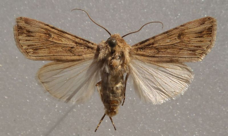 Agrotis r.jpg