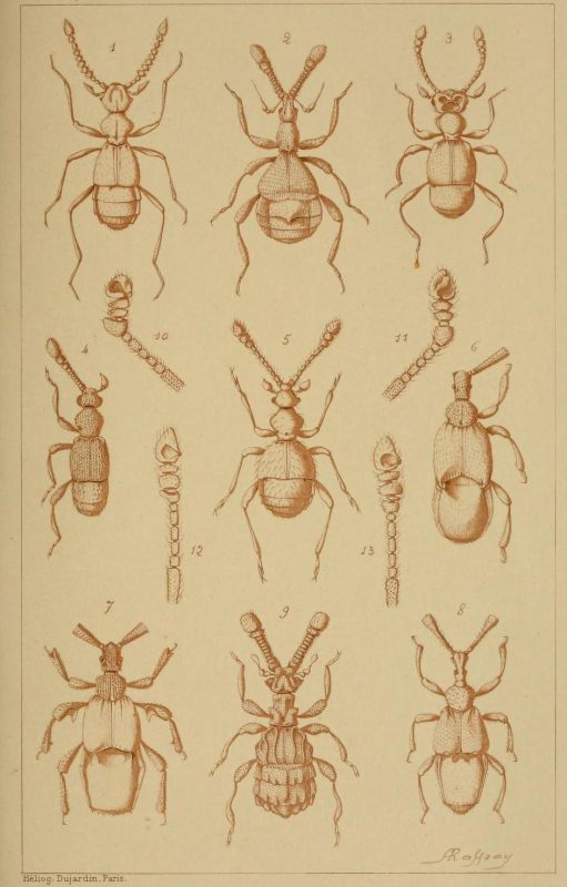 Pselaphidae2.jpg