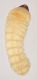 I atlantis, larva dorsal FIN.jpg