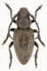 I atlantis imago hembra red M firm.jpg
