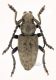 I atlantis imago macho red M firm.jpg