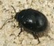 ozzanopianura_2566.jpg