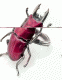 PHSS0904-2.gif