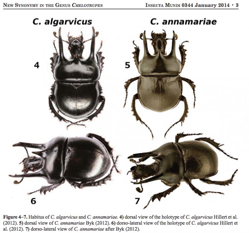 Chelotrupes.jpg