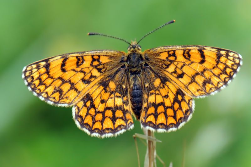 02 Melitaea athalia .jpg