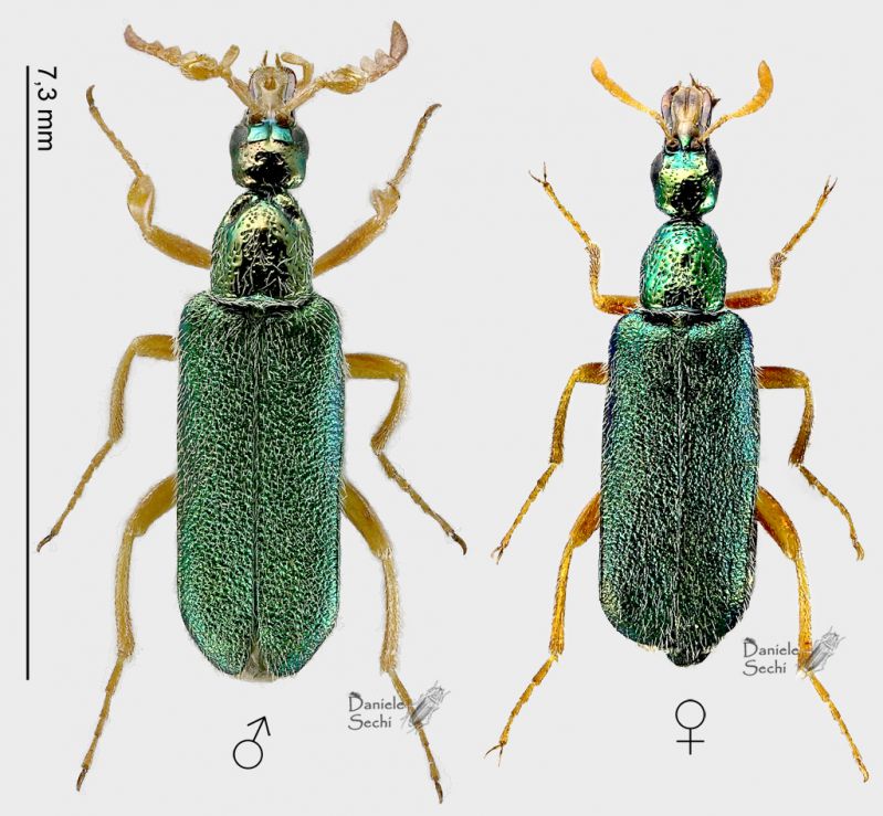 Diaphrorocera chrysoprasis rid.jpg