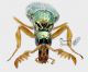 Diaphrorocera chrysoprasis fr.jpg