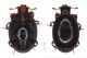 Appassiu_Uta_26_10_1999_2mm_cod938_CRAS_legit_1.jpg