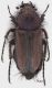 Eulasia03-xs.jpg