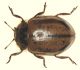 Coccinellide 10918.jpg