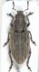 Tanymecus-female.jpg