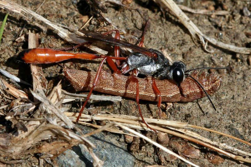 CY Hym 02 Ammophila 1 01.jpg