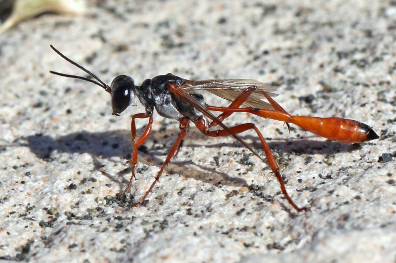 CY Hym 02 Ammophila 1 02.jpg