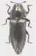 Aphanisticus_pygmaeus_Roma_1-II-2014_c_grey.jpg