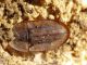 cossiphus sopra.JPG