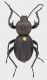 Scaurus_tristis_Tunisia_Nabeul_27-IV-1980_19mm_grey.jpg