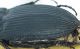 Calathus_Sort_Pallerols_1600m_25-VII-1981_elitre3.jpg