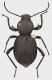 Scaurus_Tunisia_Tozeur_30kmN_24-IV-1980_14mm_grey.jpg