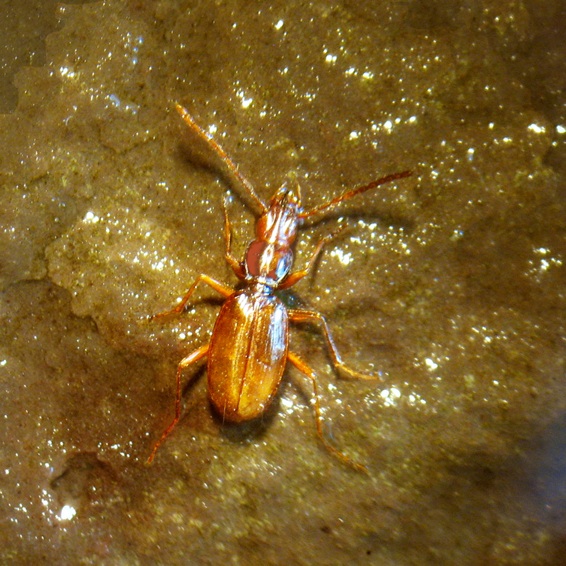 Boldoriella humeralis.jpg