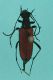 morfospecie 56.JPG