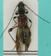 morfospecie 71.JPG