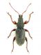 Phyllobius betulinus hellenicusII.JPG