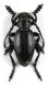 Dorcadion_Bulgaria_6_male.jpg
