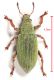 Polydrusus-pedemontaus-male.jpg